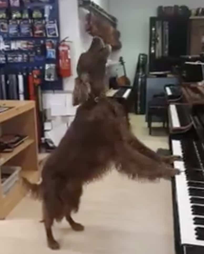 Petunia reccomend Dog singing at piano