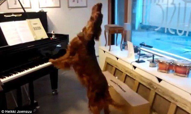 best of At Dog piano singing