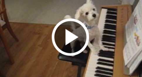 Thunderhead recommendet singing piano Dog at