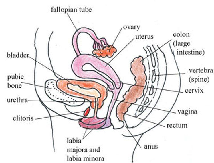 Drawing of female anus