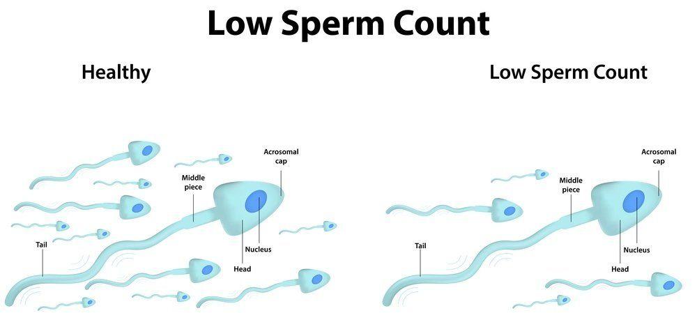 Sperm per ejaculation