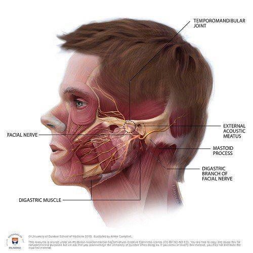 Facial and head pain