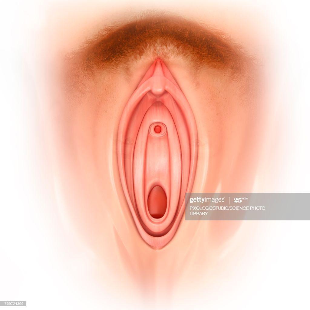 Femal clitoris picture