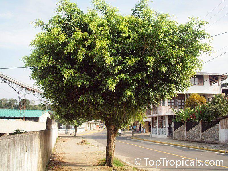 Ficus microcarpa mature size