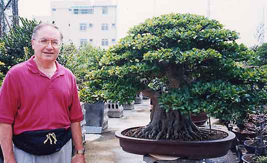 Howitzer reccomend Ficus microcarpa mature size