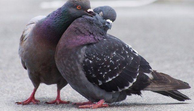best of Names pigeons Funny for