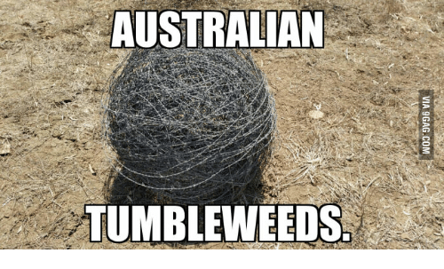Funny tumbleweed