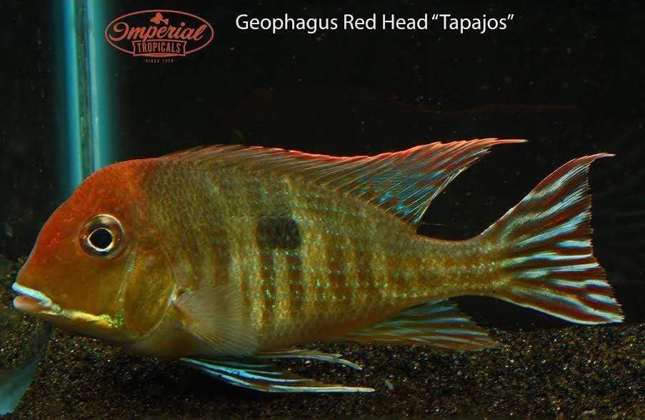 The B. reccomend Geophagus redhead tapajos