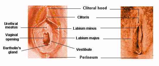 Glands that lubricate the vagina