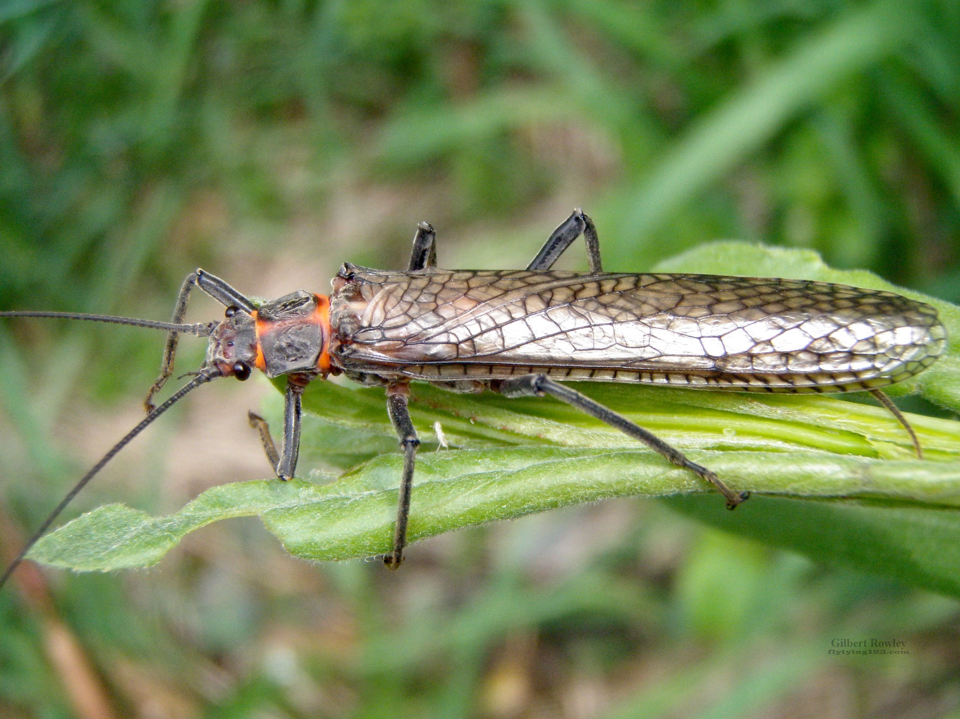 Daisy C. recommendet stonefly adults Golden