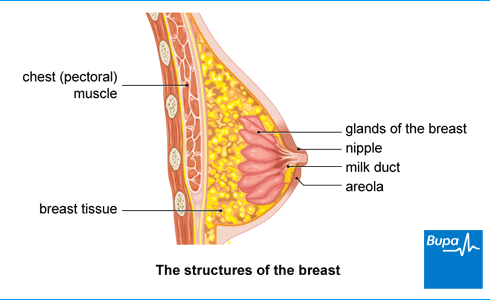 Inside a female boob
