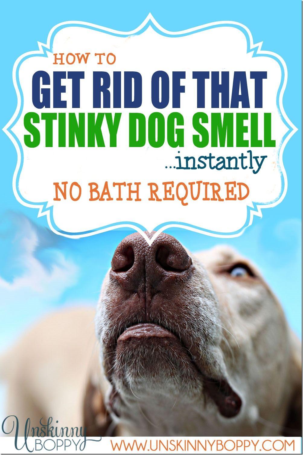 Pixy reccomend Lick odor reek shoes smell smelly sniff stink stinky