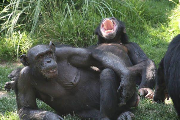 best of Chimpanzees Masturbation in