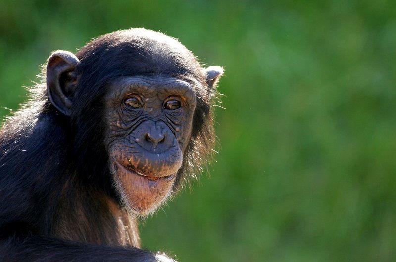 Masturbation in chimpanzees