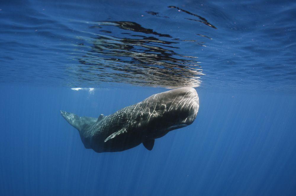 best of Hunting Modern sperm whale