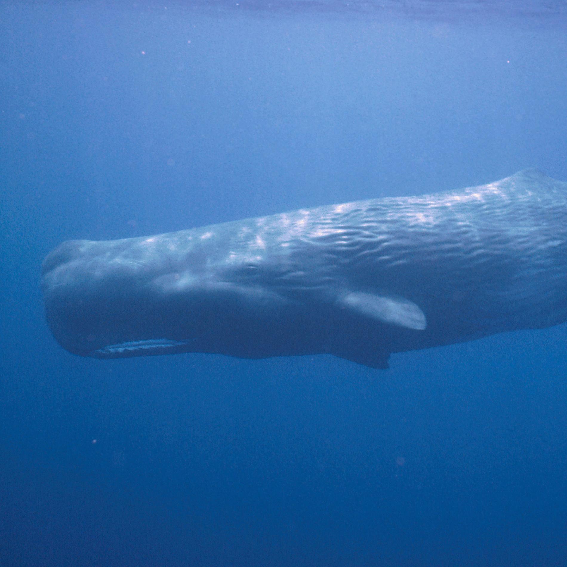 best of Hunting Modern sperm whale