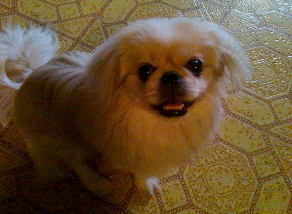 Lincoln reccomend Pekingese anal glands