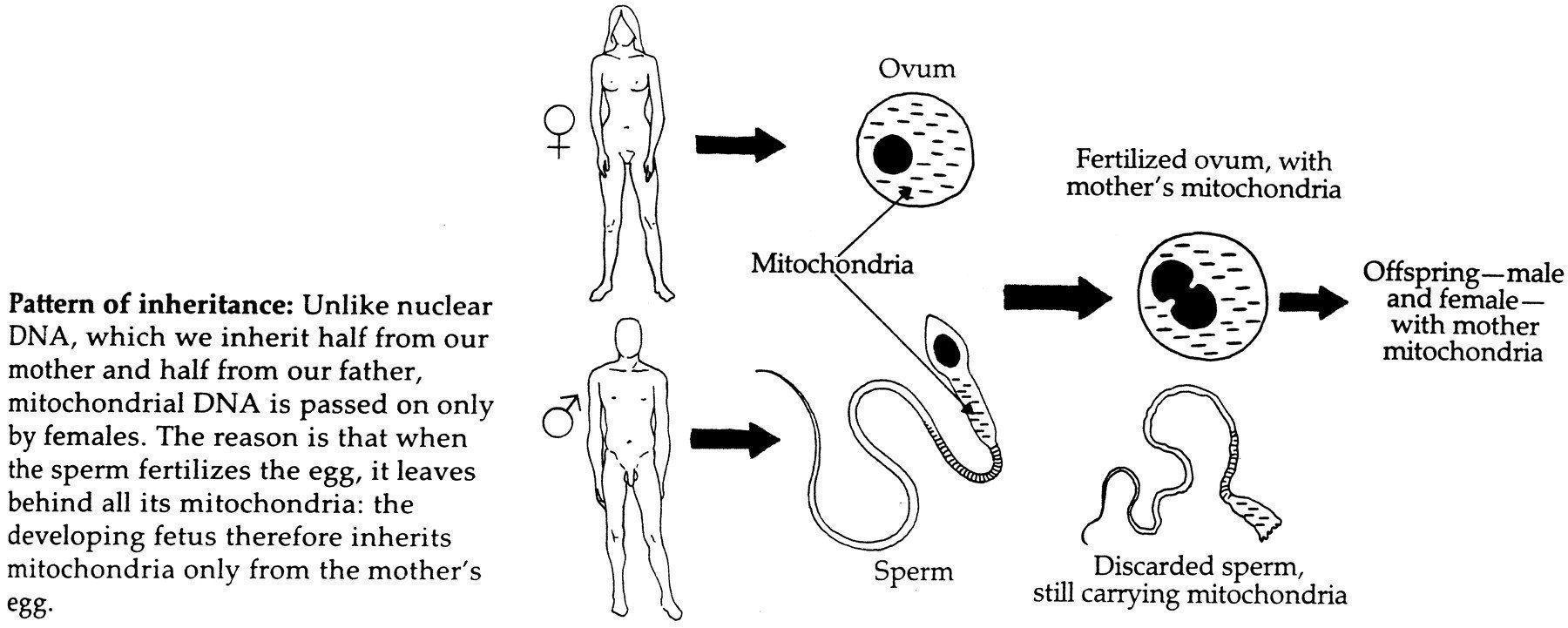D-Day reccomend Rar sperm nucleus
