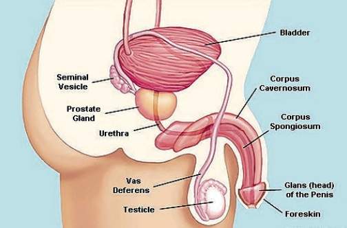 Sperm ejaculating with urine flow