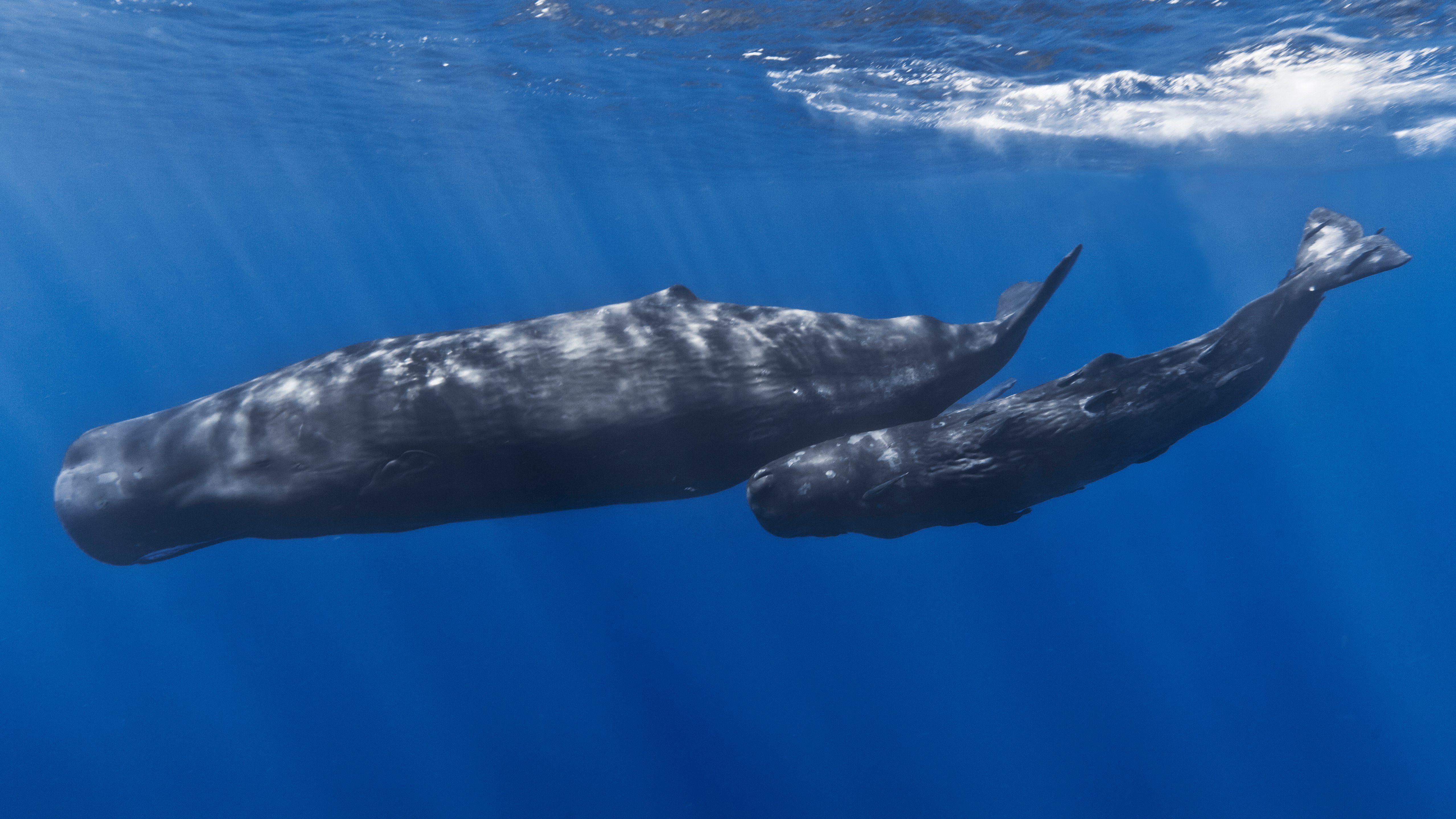 Tinker reccomend Sperm whale behavior