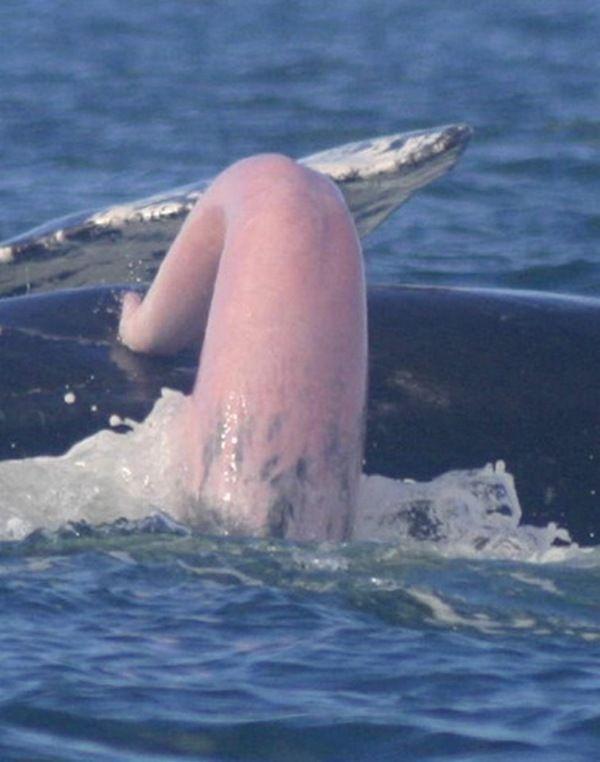Sperm whale sex