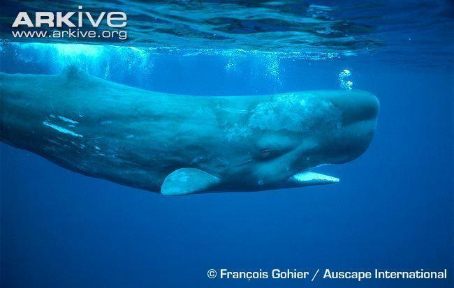 Guard recommend best of Sperm whale wikipedia