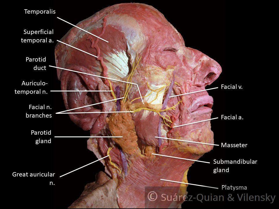 best of Of the anatomy nerve Surgical facial
