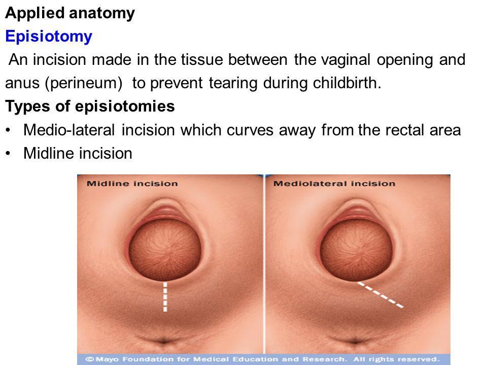The skin between anus and testicles