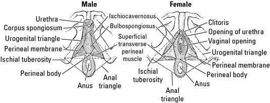 The skin between anus and testicles