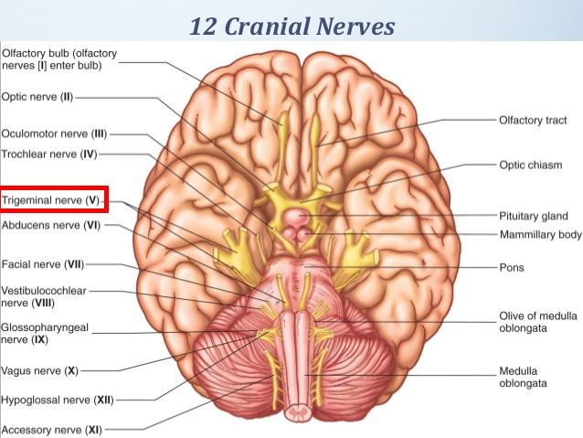 Trigeminal nerve facial nerve