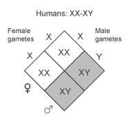 What determines sex in humans