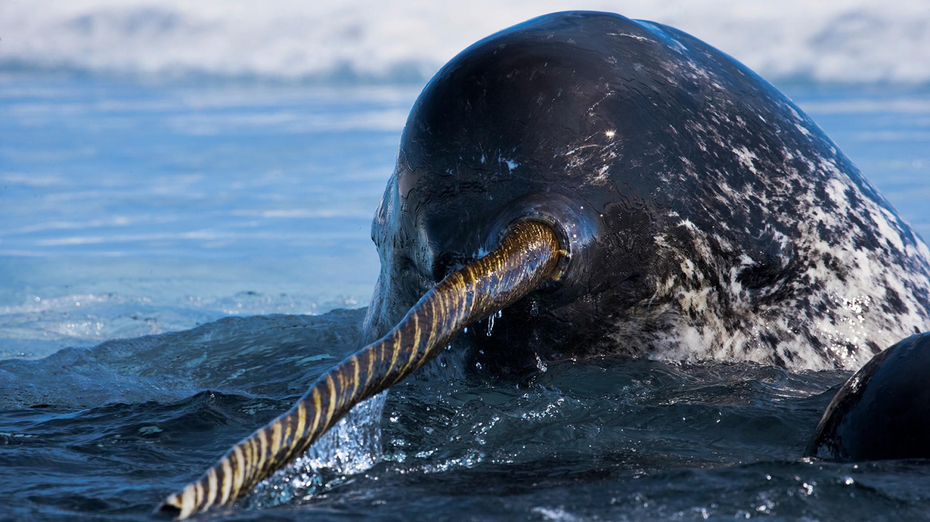 best of Narwhals What for fun do do